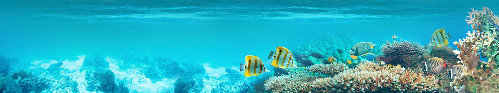 №6311 - Рыбки и кораллы под водой