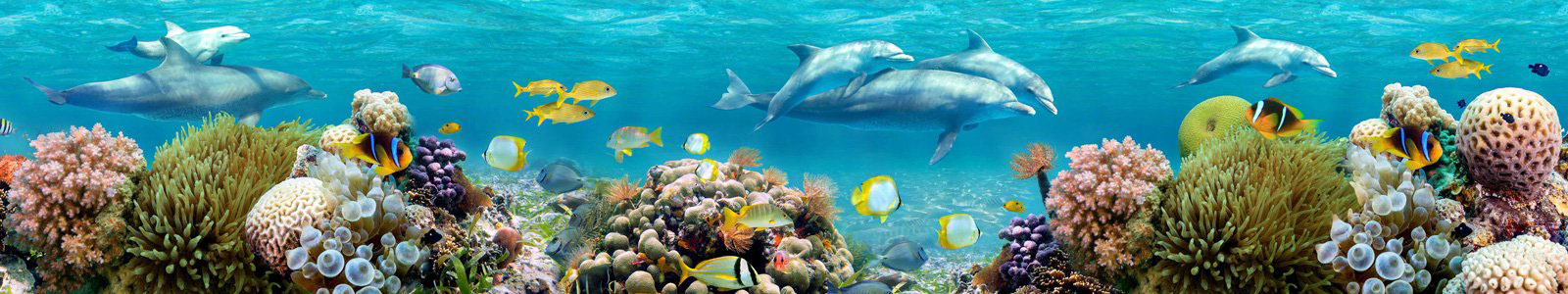 №6315 - Подводный мир с дельфинами и кораллами