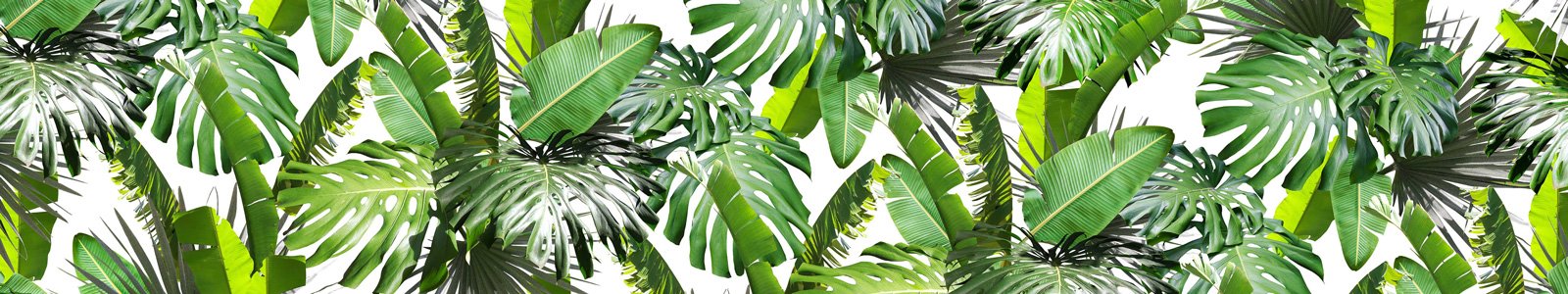 №6811 - Листья тропических растений