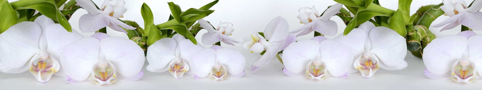№6846 - Нежные белые орхидеи на фоне с бамбуком