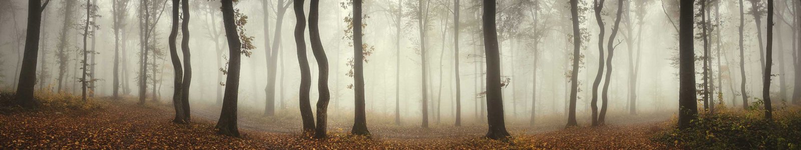 №6872 - Осенний лес в тумане