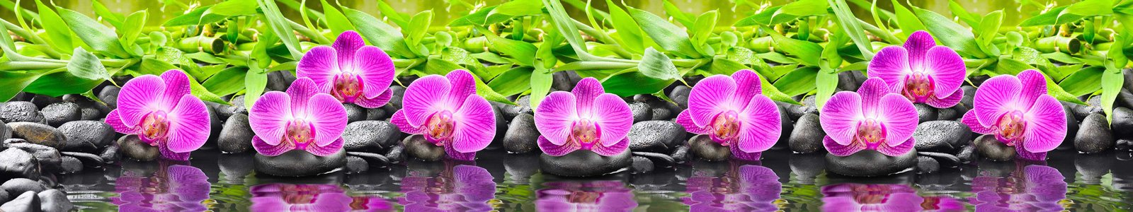 №7220 - Пурпурные орхидеи на базальтовых камушках