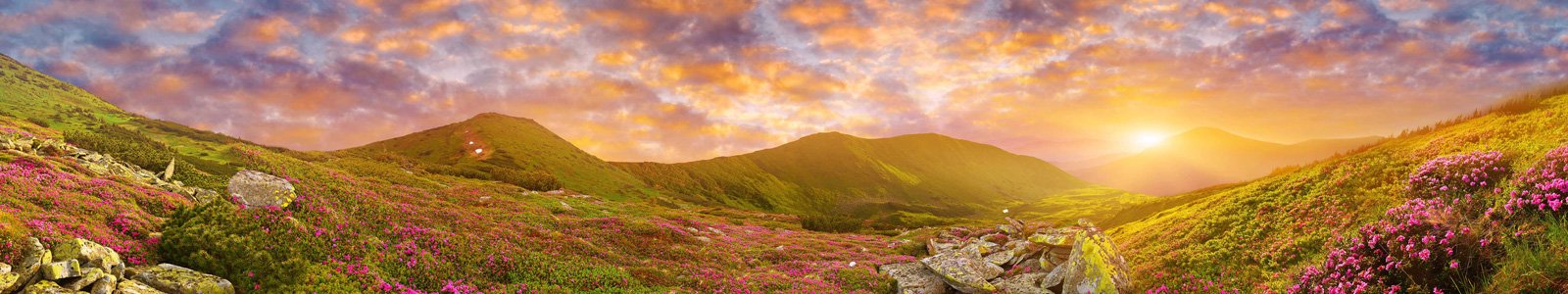 №7226 - Цветы в горах в лучах закатного солнца