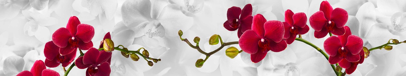 №7239 - Орхидеи цвета кардинал на светло-сером фоне