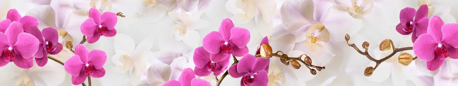№7240 - Розовые орхидеи на светлом фоне