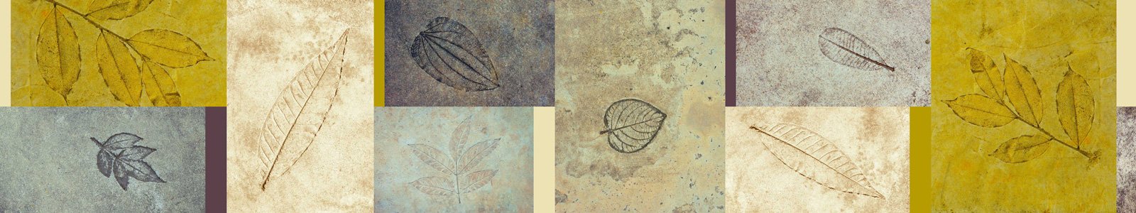 №7276 - Отпечатки листьев на фрагментах стен