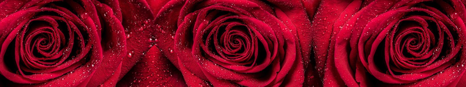 №7355 - Красные розы с каплями росы