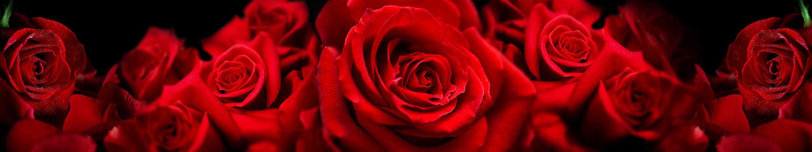 №7362 - Роскошные розы крупным планом с избранным фокусом
