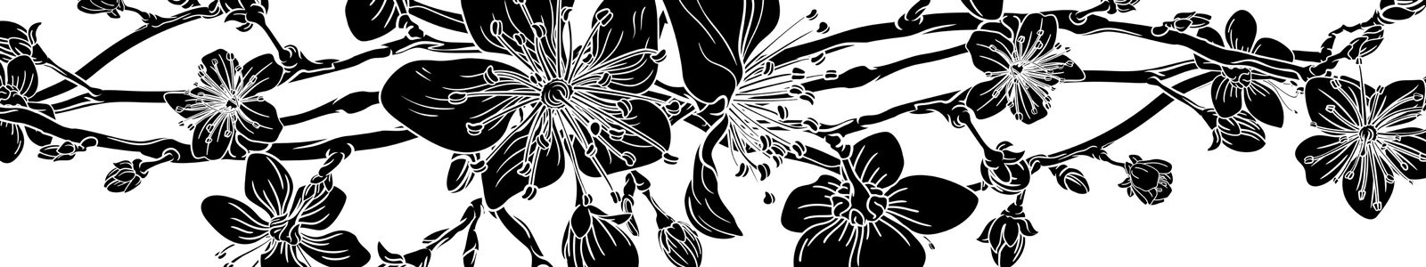 №7411 - Цветение сакуры на белом фоне