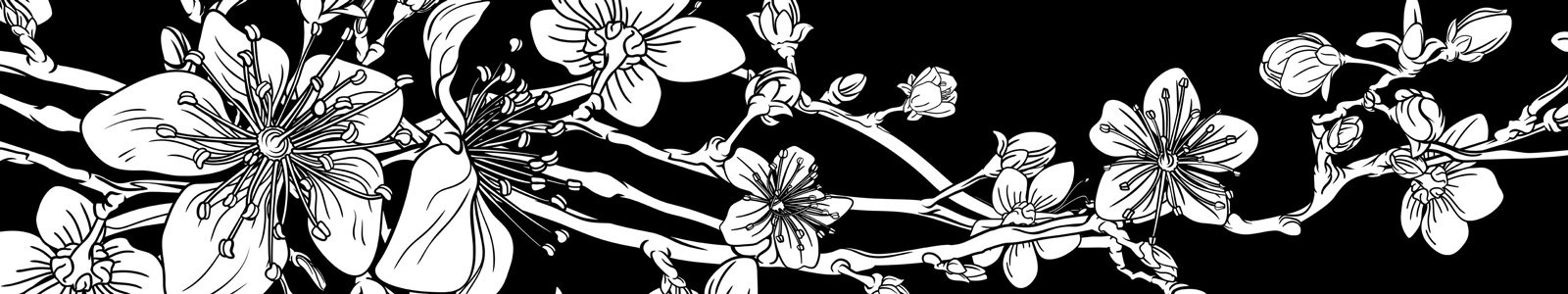 №7412 - Цветение сакуры на черном фоне