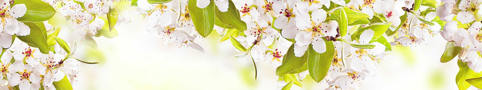 №7667 - Яркие веточки в период цветения