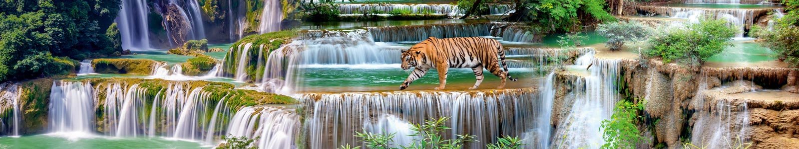 №8153 - Тигр гуляющий по кромке широкого каскадного водопада в тропиках