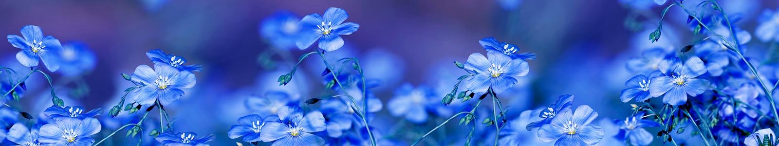 №8277 - Насыщенные синие полевые цветки льна