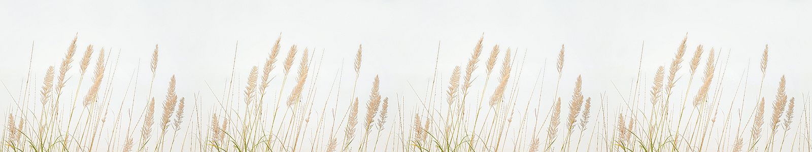 №8326 - Сухоцветы в поле на светлом фоне