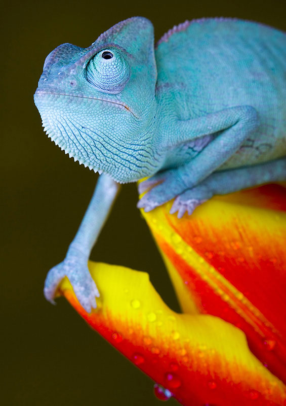 Изображение для фотопечати - 2063