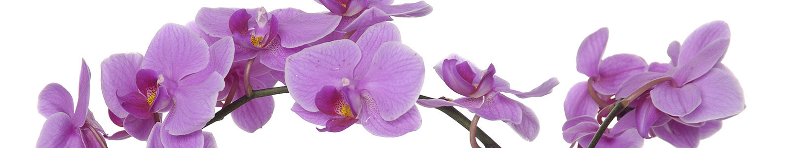 №1284 - Фиолетовые орхидеи