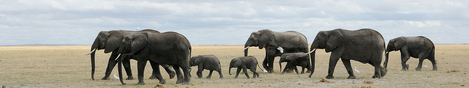 №1433 - Слоны в саване