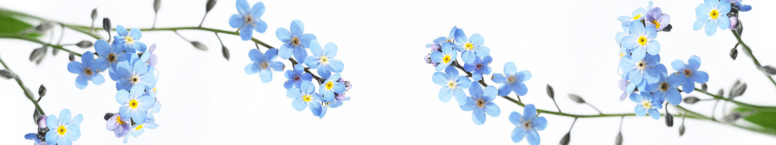 №1510 - Голубенькие малыши