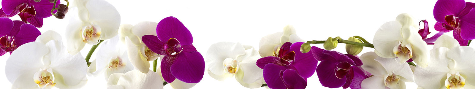 №1793 - Белые и фиолетовые орхидеи