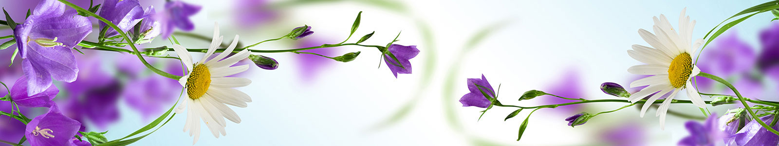 №1870 - Красивое сочетание белой ромашки и фиолетовых полевых цветов