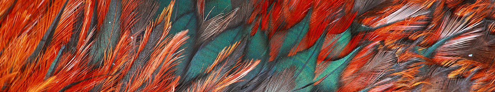 №1872 - Необычные перья жар птицы