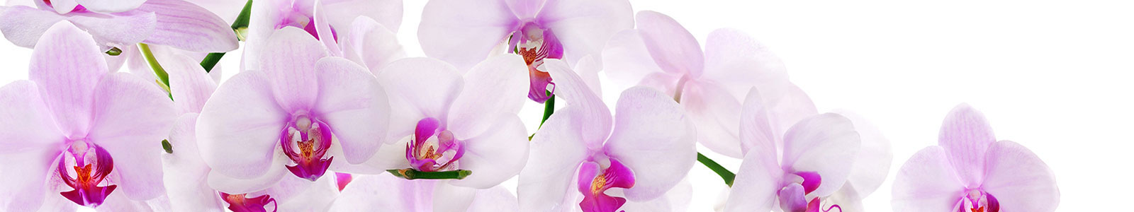 №1966 - Бело-фиолетовые лепестки орхидеи