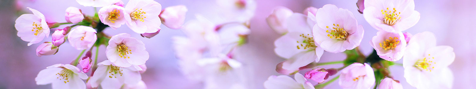№2074 - Яблоневые цветы на нежно-фиолетовом поле
