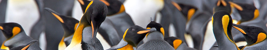 №2091 - Пингвины из антарктиды