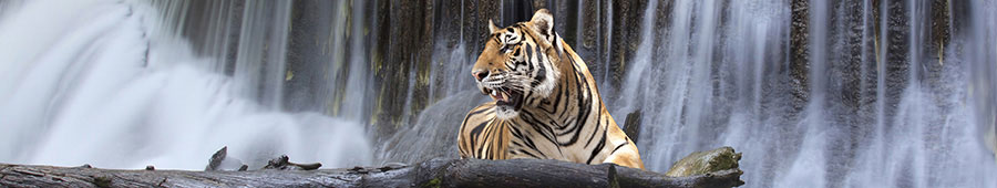 №2097 - Тигр на фоне водопада