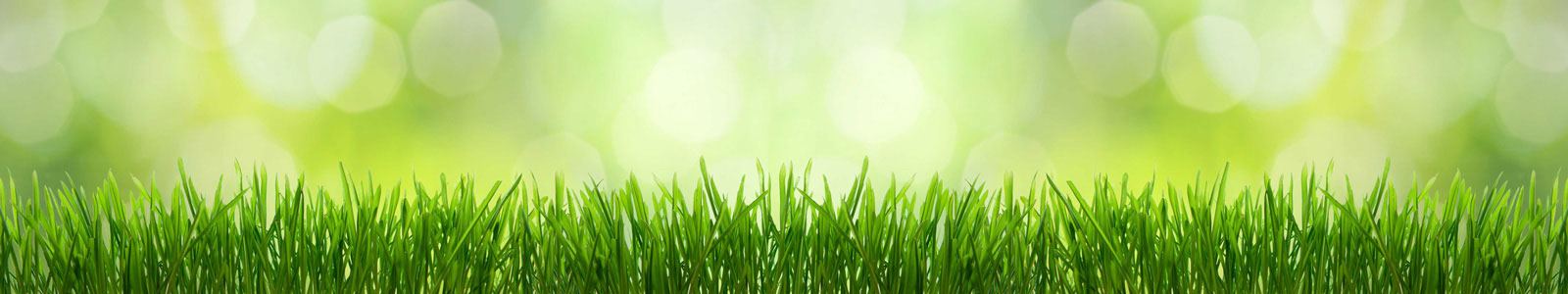 №2413 - Сочная зеленая трава на светло-зеленом фоне
