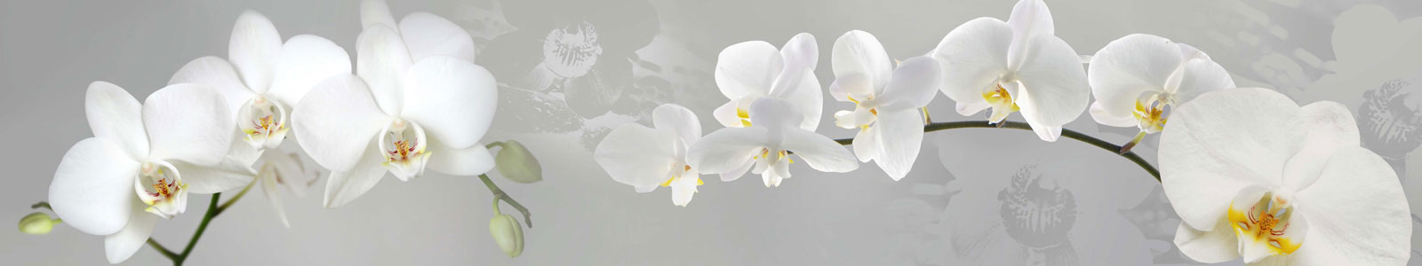 №2420 - Белые орхидеи на серебряном фоне