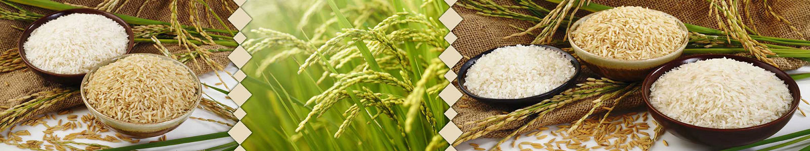 №2561 - Белый, японский и коричневый виды риса на фоне мешка и растение риса