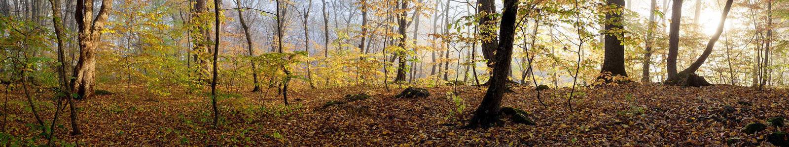 №2656 - Утро в осеннем лесу