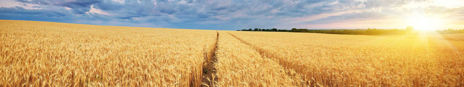№2661 - Поле пшеницы
