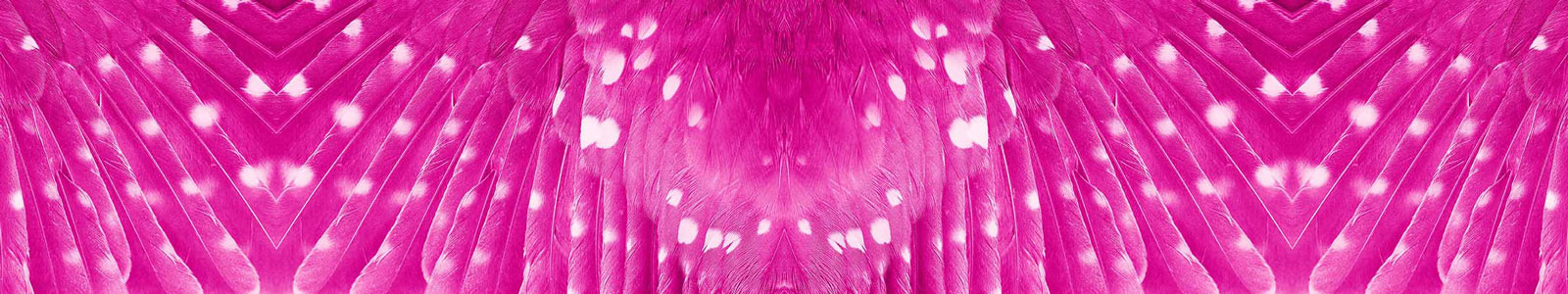 №2745 - Пурпурное крыло птицы крупным планом