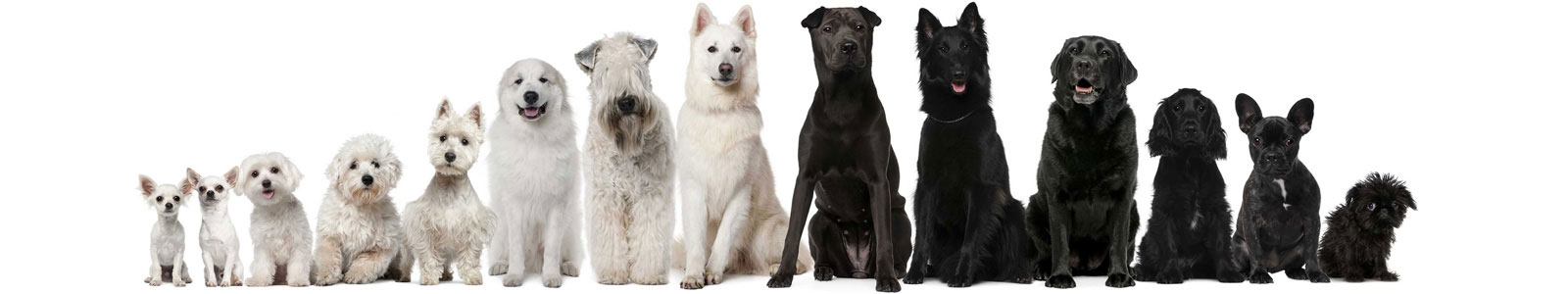 №2788 - Ряд черных и белых собак на белом фоне