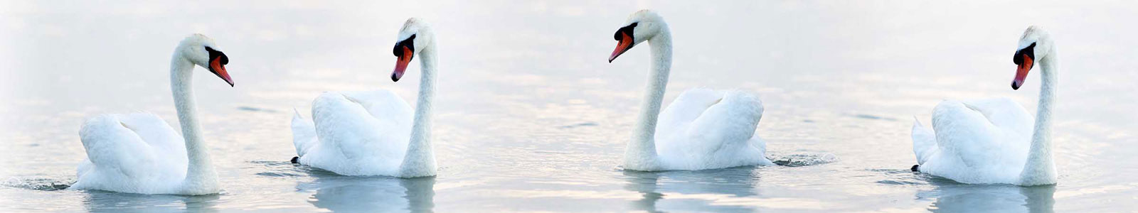 №2802 - Лебеди на воде
