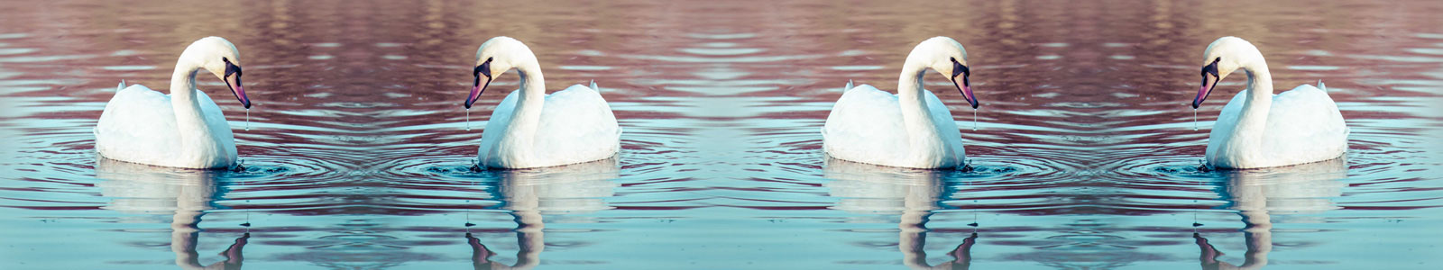 №2807 - Лебеди на озере на закате