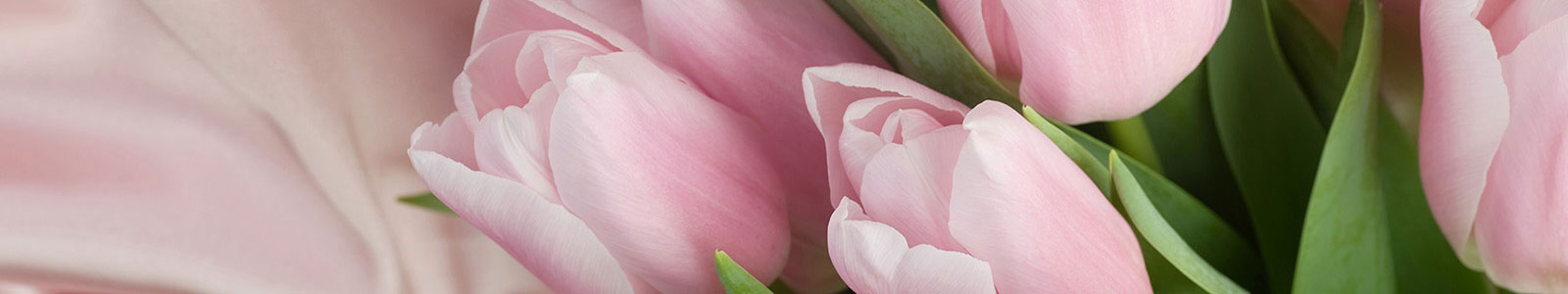 №288 - Бледно розовые тюльпаны