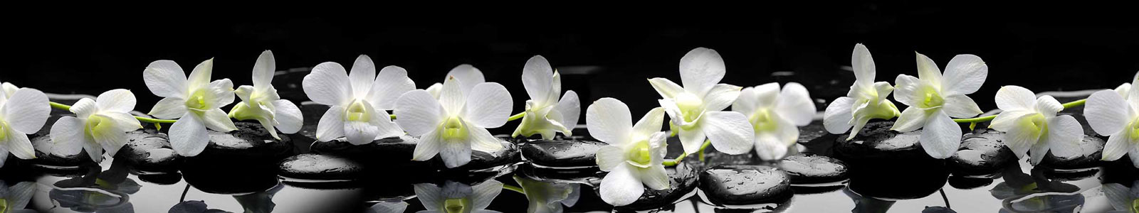 №2927 - Тигровые орхидеи на камнях дзен с каплями воды на черном фоне