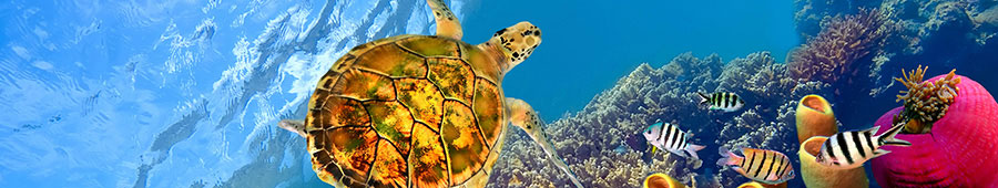 №3107 - Морская черепах у коралловых рифов