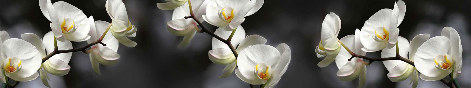 №3152 - Ветка белой орхидеи на темном фоне