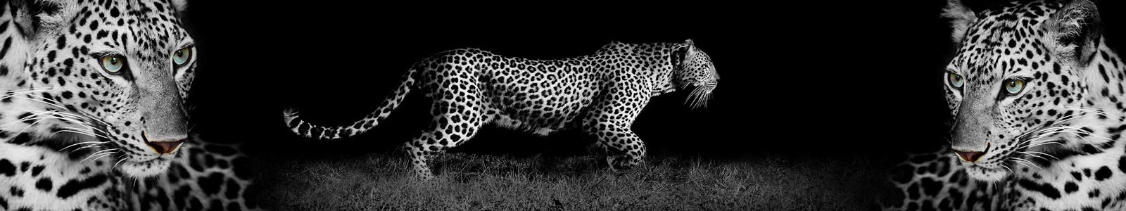 №3206 - Прекрасный леопард на черном