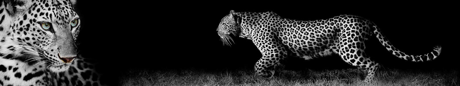 №3207 - Прекрасный леопард на черном
