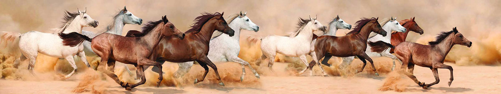 №3295 - Галоп арабских лошадей в песчаной буре
