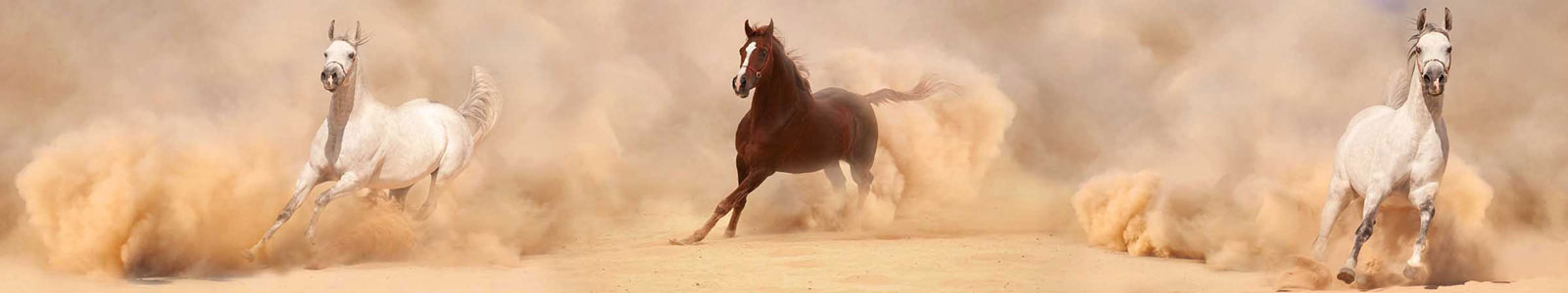 №3299 - Арабские лошади