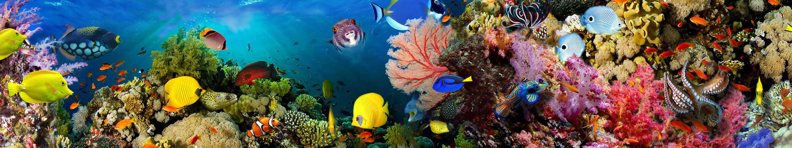 №3301 - Кораллы и рыбки