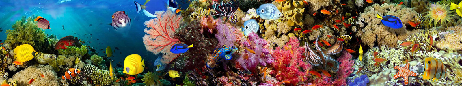 №3302 - Кораллы и рыбки