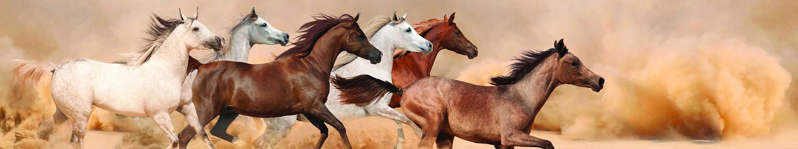 №3305 - Галоп арабских лошадей в песчаной буре