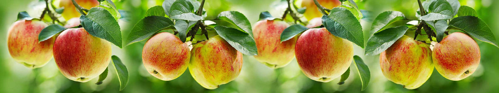 №3434 - Спелые яблоки на деревьях